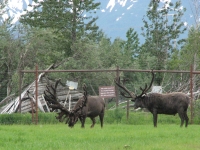 Caribou in front of buildings destroyed in earthquake